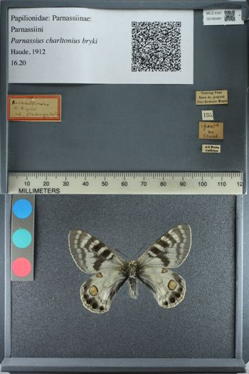 Media type: image;   Entomology 180481